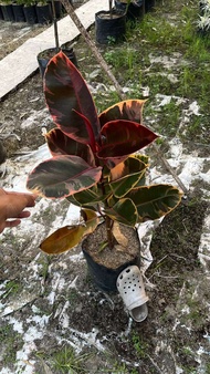 TANAMAH HIAS FICUS VARIEGATA