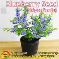 100% Original Dwarf Blueberry Plant Seeds for Sale (Fresh 30pcs Seeds) 蓝莓种子 Delicious Edible Bonsai 