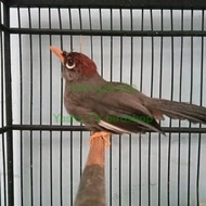 burung Poksay Mandarin gacor
