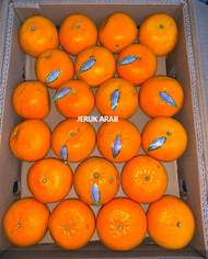 Buah Plum Jeruk Segar 500 GR 1 KG Buah Kaya Manfaat - BREWOK DADDY Ada Buah Lainnya Persimmon Spesia