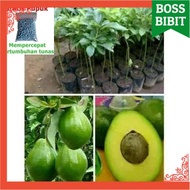 BIBIT TANAMAN BUAH ALPUKAT MARKUS APOKAT KENDIL POHON ALPOKAT JUMBO HASIL OKULASI CEPAT BERBUAH DAGI