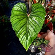 Philodendron Plowmanii by LS Group