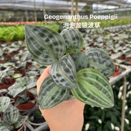 TKL - Geogenanthus Poeppigii Seersucker Plant 泡泡龙银波草