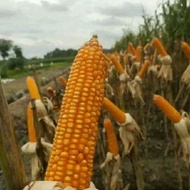 PROMO BENIH ECER JAGUNG P27  GAJAH 5KG TERMURAH