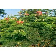 isi 50 Benih kaliandra merah super Seeds/Benih Biji