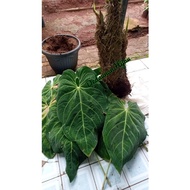 Anthurium Magnificum Norte (Umbi Dan Pokok)