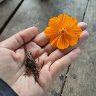 25pcs Biji Benih Bunga Kosmos Orange Cosmos Flower Seed / Cosmos Sulphureus / Sulfur Cosmos