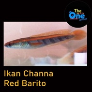 Ikan Hias Ikan Channa Maru Red Barito Baby Red Barito Baby Channa BEST QUALITY
