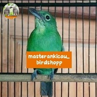burung cucak ijo betina mapan gacor siap ternak