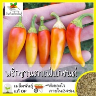 เมล็ดพันธุ์ พริกซานตาเฟ่ แกรนด์ 70 เมล็ด Santa Fe Grande Pepper Seed เมล็ดพันธุ์แท้100% นำเข้าจากต่างประเทศ ปลูกผัก พริก