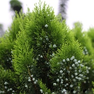 Cypress Seed Seed Seed Cypress Cypress Seed Seed Seed Side Cypress Pine Cypress Cypress J1XE