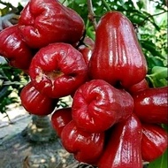 TANAMAN BUAH JAMBU AIR CITRA BIBIT JAMBU AIR CITRA JUMBO TERLARIS