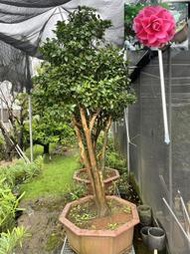 【盛宏茶花】茶花品種︱嫁接大型庭園茶花樹︱3呎6吋盆︱越姿TAA028(樹高3.5米)