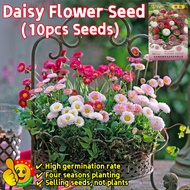 BUY 2 GET 1 FREE100% Original Daisy Flower Seeds for Sale (Fresh 100pcs Seeds) Biji Benih Daisy 雏菊种子
