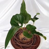 Spesial Tanaman Hias Anthurium Corong - Anthurium Corong Hias