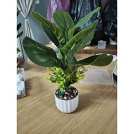 FIDDLE LEAF FIG TREE LN LIMITED DESIGN