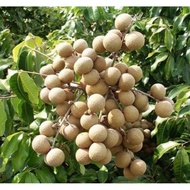 🤪CRAZY SALES 🤪👉 Pokok Longan Berlian CEPAT BERBUAH