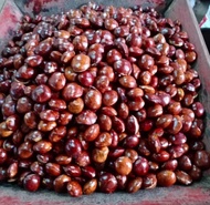 COD jengkol tua 1 kg mentah / jengkol murah / busuk uang kembali