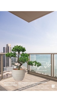 雀舌羅漢松 Podocarpus (Buddhist Pine)