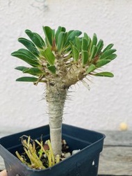 鬼凄閣 鬼棲閣 鬼淒閣