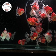 Ikan Koki Ranchu Rancu / Goldfish Oranda Longtail Tiger / Pearl White / Panda Tri Color Grade A Supe