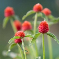 50 เมล็ด ดอกไม้ บานไม่รู้โรย สื่อถึงความรักของคู่รักที่จะไม่มีวันร่วงโรย Globe Amaranth Seeds