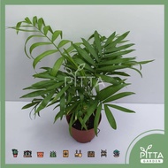 Bamboo Palm Plant (PTP0135)