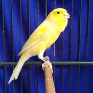 Burung Kenari F1 Sf Scot Fancy Gacor New Stok