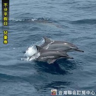 宜蘭賞鯨   鯨典烏石港賞鯨+環龜山島 兒童賞鯨 699元(賞鯨船票)