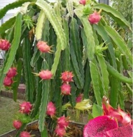 【GW】4 KERATAN SEGAR ANAK POKOK BUAH NAGA MERAH ISI UNGU MANIS / RED DRAGON FRUIT TREE