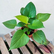 Homalomena by LS Group