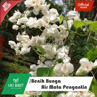 ( 5 Butir ) Benih Biji Bunga Air Mata Pengantin AMP ( Putih ) | Bunga Patah Hati | Bleading Heart