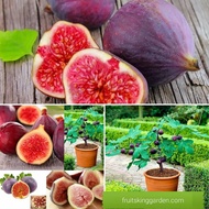 ANAK POKOK FIG / FIG TREE WITH FRUIT(Big Plant)
