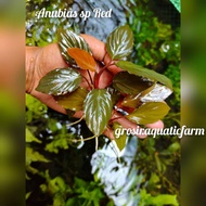 Anubias sp red homalomena-aquascape Plant/aquarium Decoration