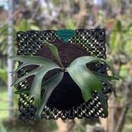 Platycerium alcicorne madagascar indukan