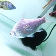 IKAN HIAS IKAN KAVIAT PLATINUM TANKMATE IKAN PREDATOR BESAR RARE