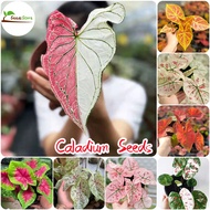 SG Ready Stock 100pcs Caladium Plants Alocasia Plant Indoor Seeds for Planting Basil Plant Live Plants Easy To Grow