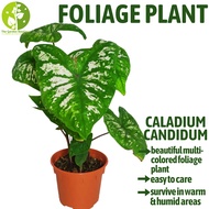 [Local Seller] Caladium Candidum Houseplant Indoor or Outdoor Foliage Plant | The Garden Boutique - Live Plants