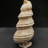 Guangxi White Snail Fossil Natural Fossil Marine Life Conch Fossil Fossil Fossil Fossil Popular Scie