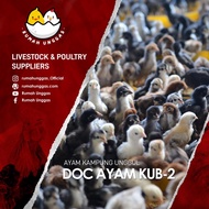 DOC KUB-2 (Bibit Ayam Kampung Unggul Balitnak Generasi ke-2)