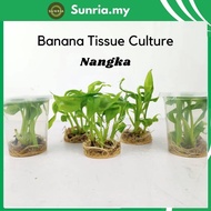 Anak Benih Pisang Nangka / Banana Tissue Culture / Benih Kultur Tisu Pisang Nangka 4 pokok / Pisang 