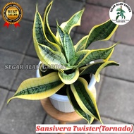 Tanaman Hias Sansivera Twister - Sensivera Twister