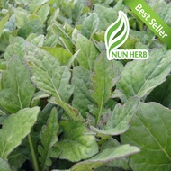 Bibit Daun Dewa - Tanaman Daun Dewa - Pohon Daun Dewa - Obat Herbal