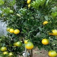 Termurah #Berbuah bibit jeruk dekopon original sudah berbuah