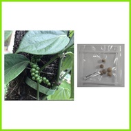 ❈ ✅ peppercorn plant seeds paminta piper nigrum