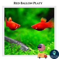 5 pcs Set ( 3Female + 2Male  ) Red Platy Fish