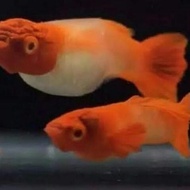 Ikan Guppy King Koi Red Ear New Putraanson