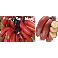 Raja Udang/Pokok Pisang Raja Udang,Tisu Culture