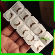 MESIN Y121 IC seiko Y121 AL21E IC Watch Machine AL21E Y121