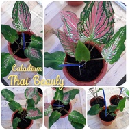 Caladium Thai Beauty / Keladi Bercorak ☘Limited☘